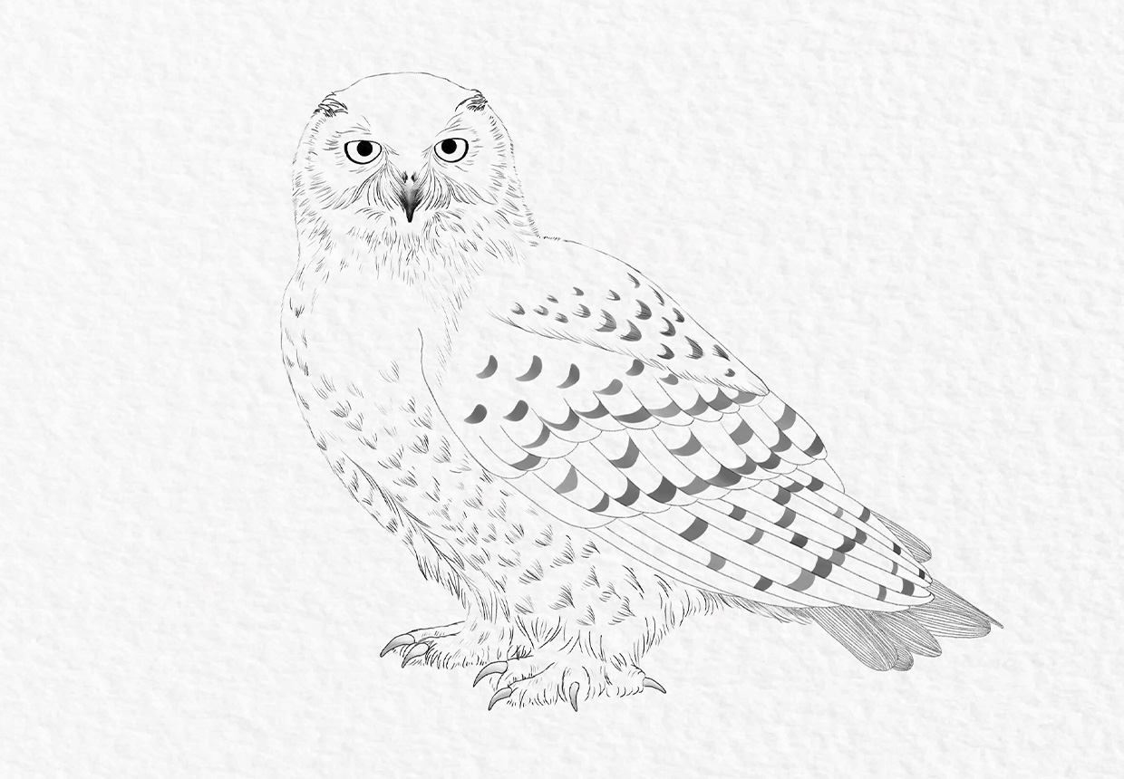 How to draw an owl - Gathered